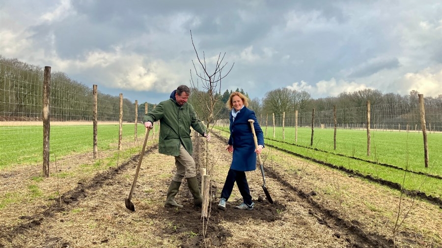 Houtsingels na 72 jaar terug op de Pessaert